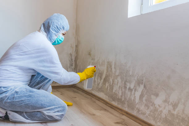 Licensed Mold Remediation service in Lumberton, NC - WQB Mold Removal
